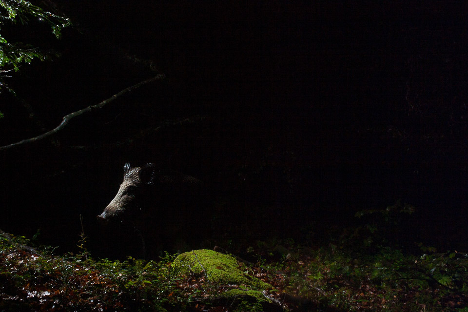Sanglier photographié par un piège-photo dans le Jura vaudois