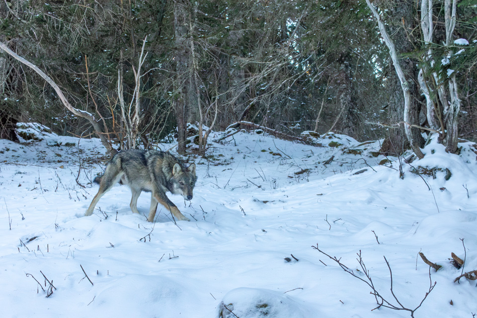 Loup dans la neige